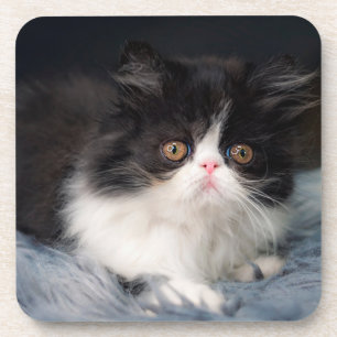 Cutest Baby Animals Fluffy B&W Kitten Coaster