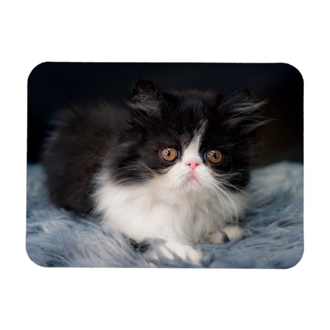 Cutest Baby Animals | Fluffy B&W Kitten Magnet (Horizontal)