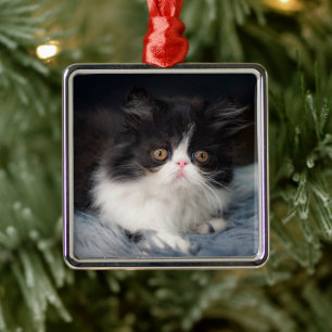 Cutest Baby Animals   Fluffy B&W Kitten Metal Ornament
