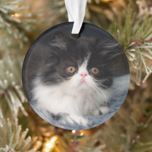 Cutest Baby Animals Fluffy B&W Kitten Ornament