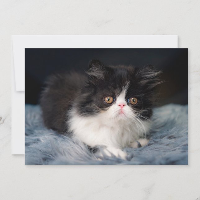 Cutest Baby Animals | Fluffy B&W Kitten Thank You Card (Front)