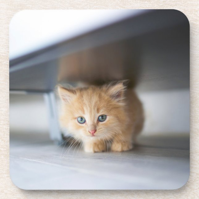Cutest Baby Animals | Fluffy Orange Kitten Coaster (Front)