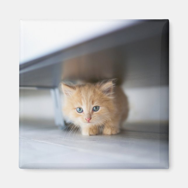 Cutest Baby Animals | Fluffy Orange Kitten Magnet (Front)