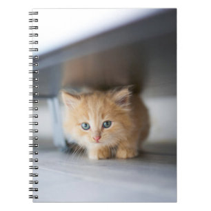 Cutest Baby Animals Fluffy Orange Kitten Notebook