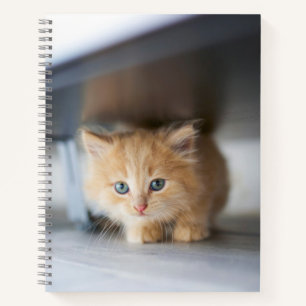 Cutest Baby Animals Fluffy Orange Kitten Notebook