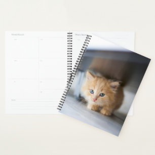 Cutest Baby Animals Fluffy Orange Kitten Planner
