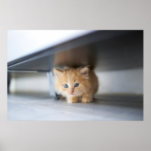 Cutest Baby Animals   Fluffy Orange Kitten Poster