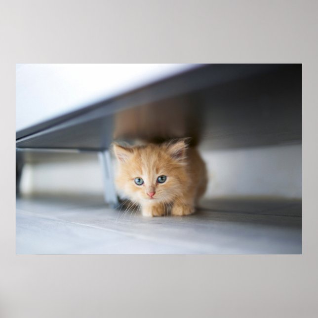 Cutest Baby Animals | Fluffy Orange Kitten Poster (Front)