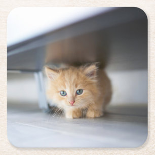Cutest Baby Animals Fluffy Orange Kitten Square Paper Coaster