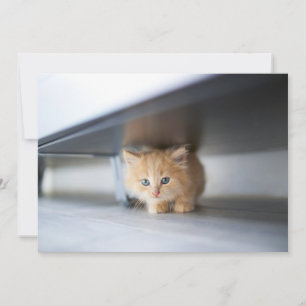 Cutest Baby Animals Fluffy Orange Kitten Thank You Card