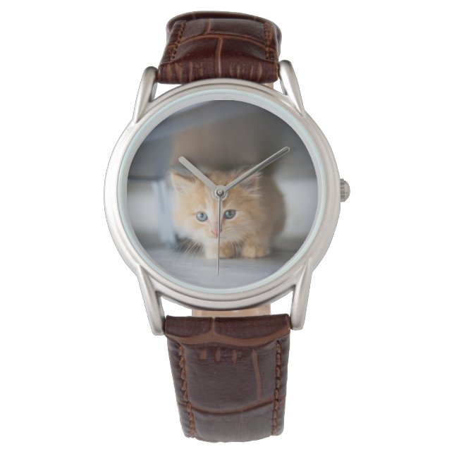 Cutest Baby Animals | Fluffy Orange Kitten Watch (Front)