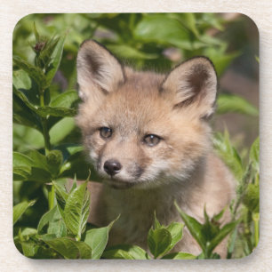 Cutest Baby Animals Fox Kit Coaster