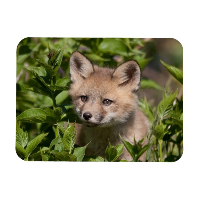Cutest Baby Animals | Fox Kit Magnet (Horizontal)