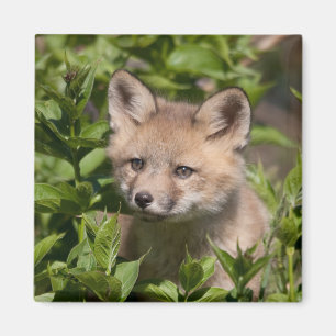 Cutest Baby Animals Fox Kit Magnet