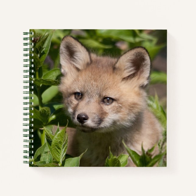 Cutest Baby Animals | Fox Kit Notebook (Front)