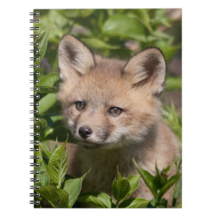 Cutest Baby Animals Fox Kit Notebook