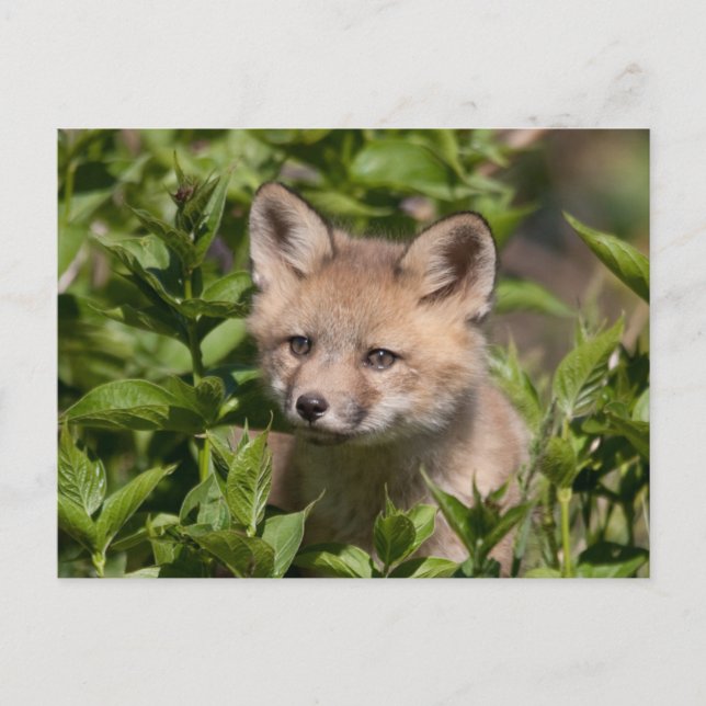 Cutest Baby Animals | Fox Kit Postcard (Front)