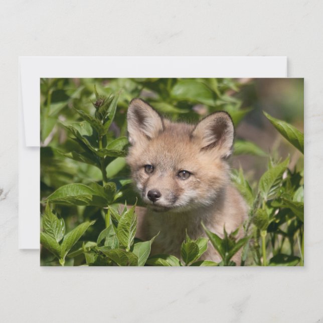 Cutest Baby Animals | Fox Kit Thank You Card (Front)