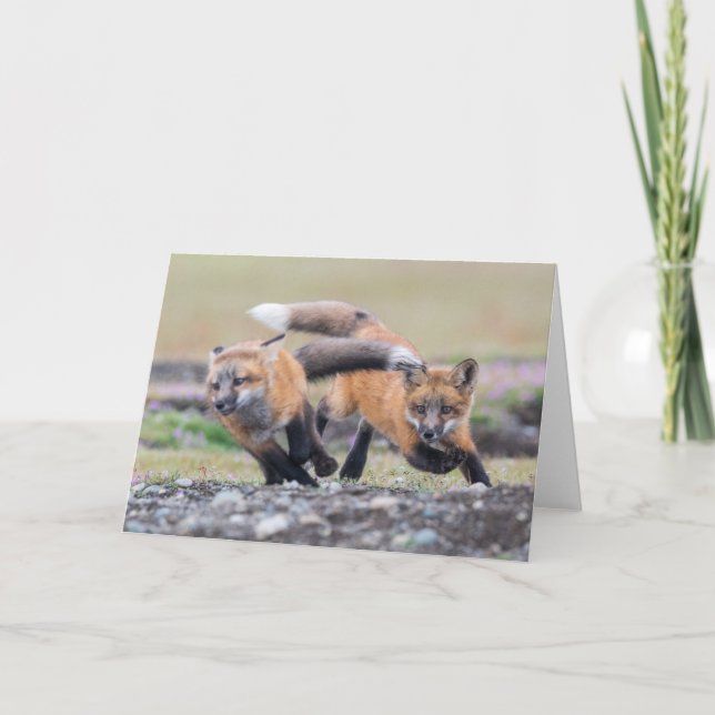 Cutest Baby Animals | Fox Pups at Play Card (Front)