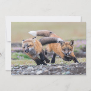 Cutest Baby Animals   Fox Pups at Play Thank You Card