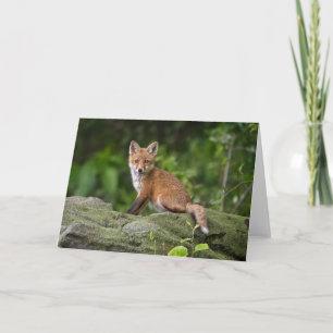 Cutest Baby Animals   Foxy Smile Card