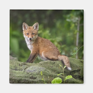 Cutest Baby Animals   Foxy Smile Magnet