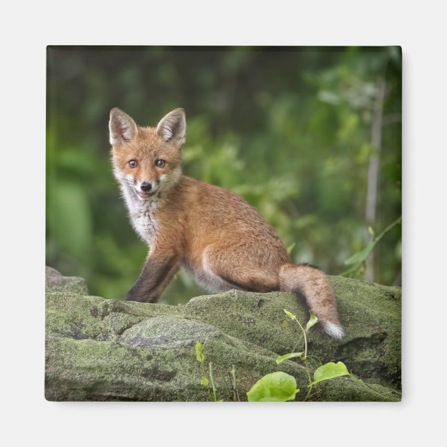 Cutest Baby Animals | Foxy Smile Magnet (Front)