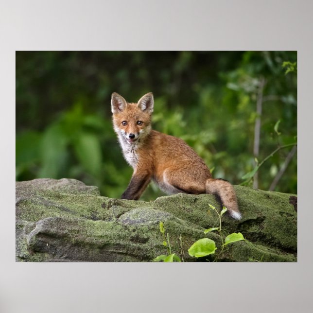 Cutest Baby Animals | Foxy Smile Poster (Front)