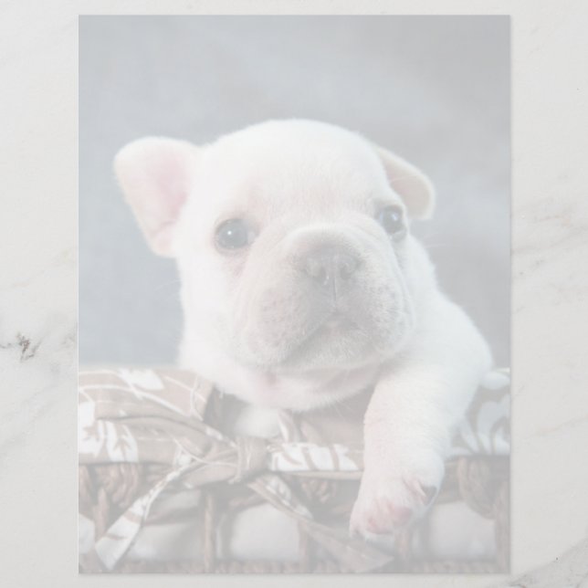 Cutest Baby Animals | French Bulldog (Front)