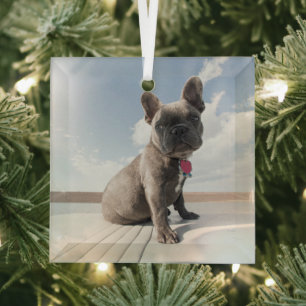 Cutest Baby Animals French Bulldog Boating Glass Tree Decoration
