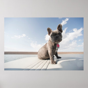 Cutest Baby Animals French Bulldog Boating Poster