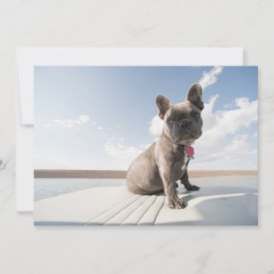 Cutest Baby Animals French Bulldog Boating Thank You Card