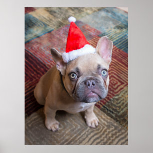 Cutest Baby Animals   French Bulldog Christmas Poster