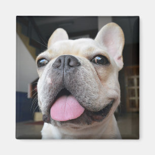 Cutest Baby Animals   French Bulldog Face Magnet