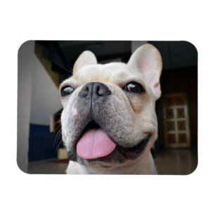 Cutest Baby Animals French Bulldog Face Magnet