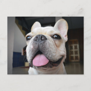 Cutest Baby Animals   French Bulldog Face Postcard