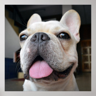 Cutest Baby Animals French Bulldog Face Poster