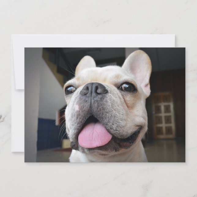 Cutest Baby Animals | French Bulldog Face Thank You Card (Front)