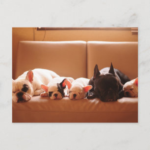 Cutest Baby Animals   French Bulldog Family Postcard