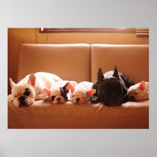 Cutest Baby Animals French Bulldog Family Poster