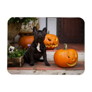Cutest Baby Animals French Bulldog Halloween Magnet