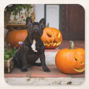 Cutest Baby Animals French Bulldog Halloween Square Paper Coaster
