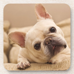 Cutest Baby Animals French Bulldog Head Tilt Coaster