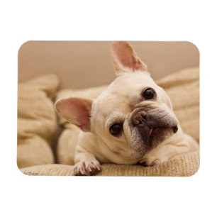 Cutest Baby Animals   French Bulldog Head Tilt Magnet