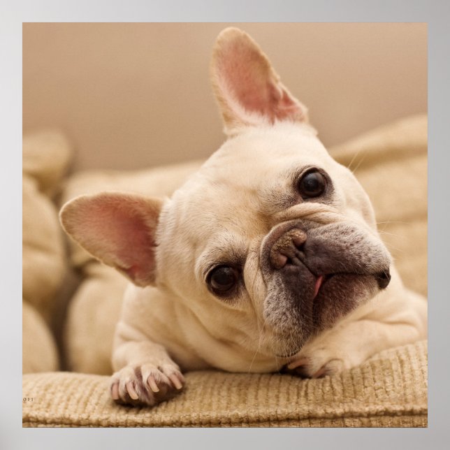 Cutest Baby Animals | French Bulldog Head Tilt Poster (Front)