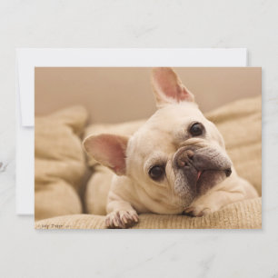 Cutest Baby Animals   French Bulldog Head Tilt Thank You Card