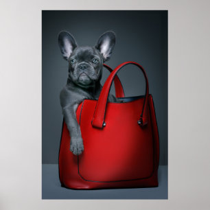 Cutest Baby Animals French Bulldog in Handbag Poster