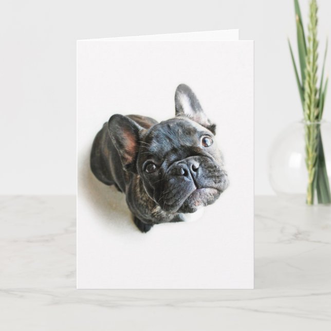Cutest Baby Animals | French Bulldog Look Up Card (Front)