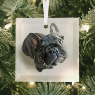 Cutest Baby Animals French Bulldog Look Up Glass Tree Decoration