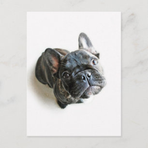 Cutest Baby Animals French Bulldog Look Up Postcard